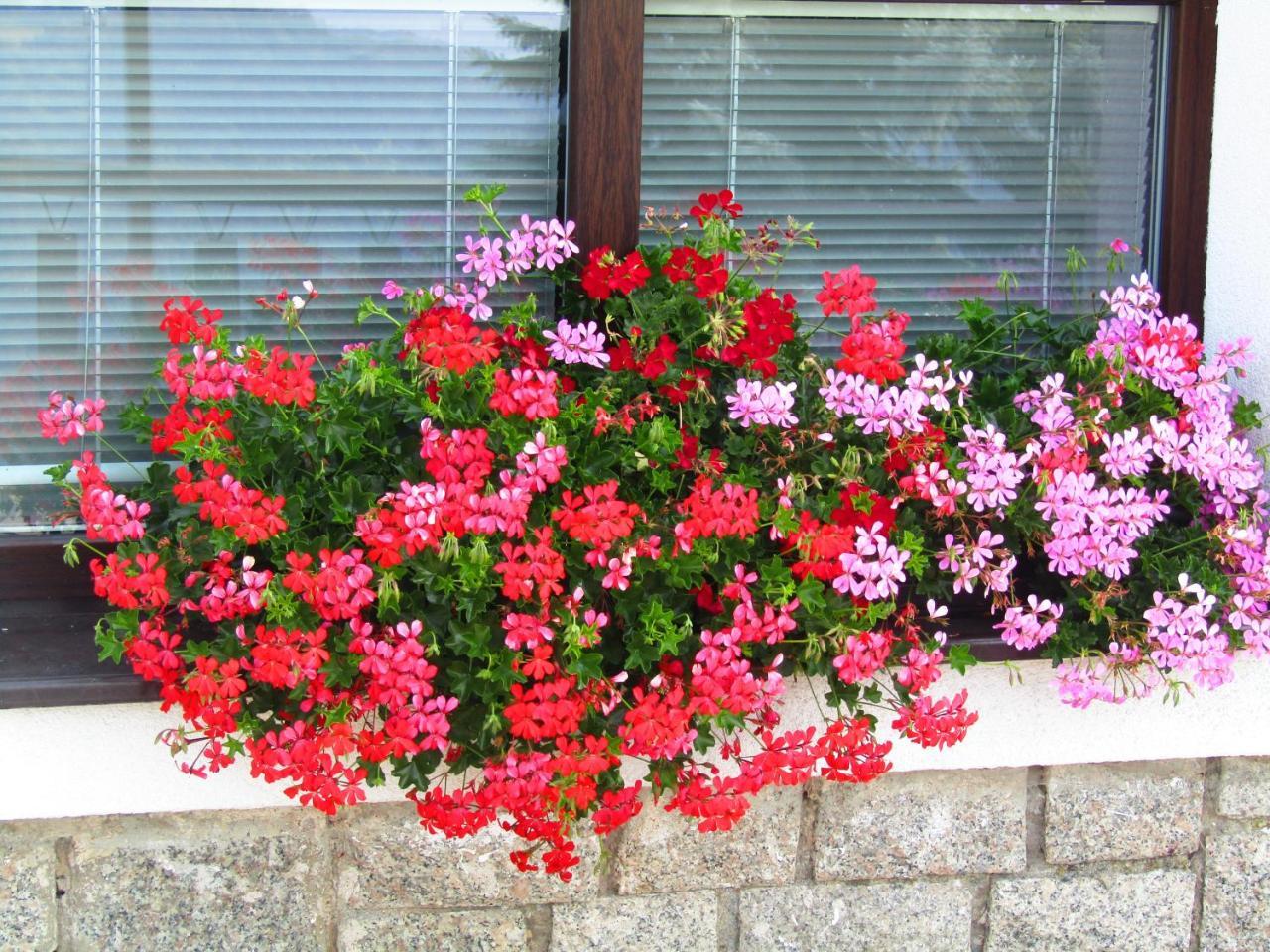 Hotel Penzion Pohlednicka à Benecko Extérieur photo